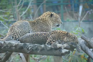 Mother ate her cub Jhargram zoo