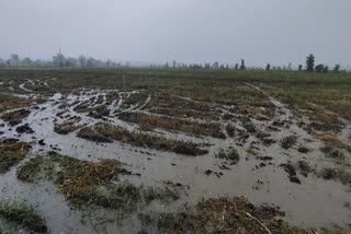 Death of 2 oxen due to lightning strikes in Dewas