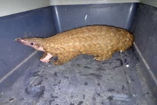 Pangolin