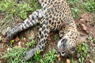 the dead body of a kalarapatriya tiger