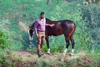 குதிரைவால்