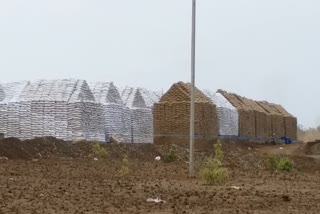 Fear of wheat spoil due to rain