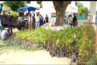 Fruitful plants distributed to beneficiary farmers under Nandan Phalodyan