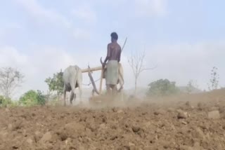 nandurbar farmer