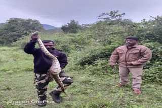 8 Feet Python Caught In Coimbatore