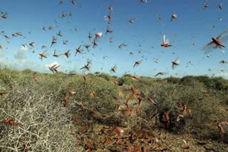 Rajasthan: Locusts destroy crops in Dholpur Locusts Dholpur Rajasthan പ്രാദേശിക കർഷകർ വെട്ടുകിളി മാർഗനിർദേശങ്ങൾ കൃഷിവകുപ്പ്