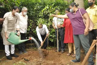 tree plantation