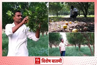 Amravati Orange Production news