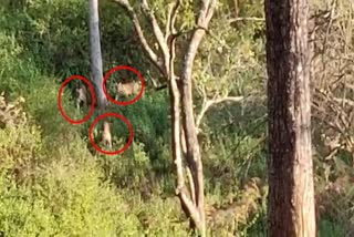 Three Tigers found at K. Gudi Safari