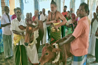 சீர்காழி சட்டநாதர் கோயில் கோ பூஜை : திரளான பக்தர்கள் வழிபாடு.!