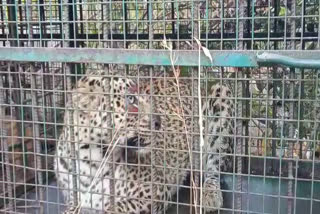 राजसमंद की ताजा हिंदी खबरें, Panther imprisoned