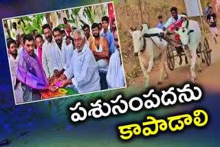 congress mlc jeevan reddy attended bullock cart competition at dharmapuri in jagtial district