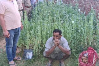 Poppy farming under guise of wheat cultivation, अफीम खेती के आरोपी गिरफ्तार