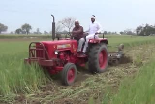 farmer destroyed wheat crop Palwal