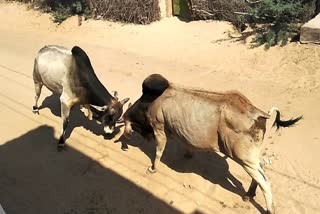 mahendergarh bull fighting women injured