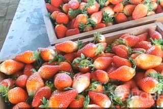 Punjab strawberry farming video