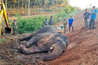 Male wild elephant injured in express train collision in Coimbatore