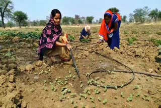 In Machandur Gram Panchayat of Durg district women of self-help group made barren land fertile