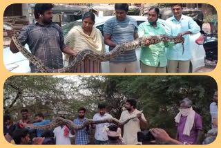 big pythons in west godavari