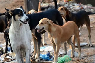 dogs biting people in hauz khas delhi