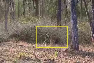 Video of Tiger Hunts Python