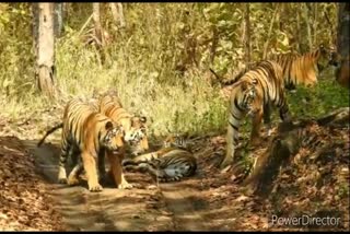 kanha-national-park