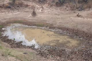 pond made for wild animals got dry in kanker