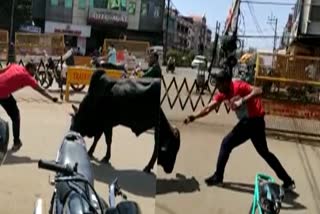 Bull fighting