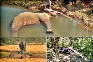 hassan-dcf-gave-clarification-for-death-of-wild-elephant