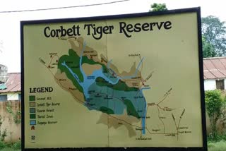 dead-body-of-tiger-found-in-corbett