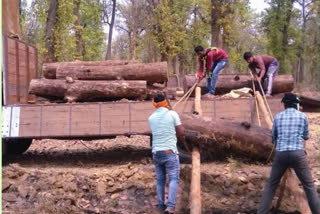 Forest department seized saal wood from dhamtari