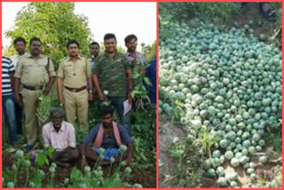 Opium_Poppy_Seeds_Cultivation_Destructed in madhanapalle mandal, chittoor district