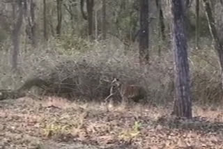 Tiger hunts python in Karnataka