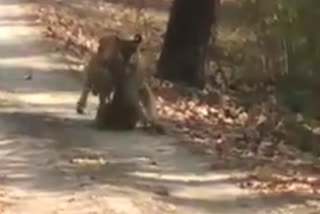 Tigress hunted cheetah