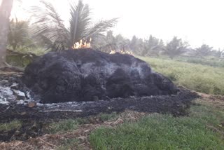 fire on finger millet crop at ramanagara