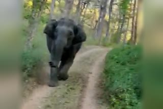 Elephants attack