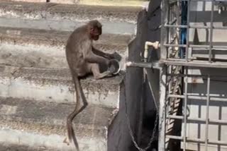 VEDIO: monkey trying to get water