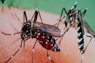 not-a-single-malaria-patient-in-nuh-this-year-yet