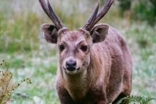 hog deer counting in Corbett