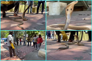 two snakes found at tirumala