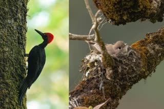 156 species of birds were found in South Wayanad  തെക്കേ വയനാട്ടില്‍ 156 ഇനം പക്ഷികളെ കണ്ടത്തി  വയനാട്  wayanad  കല്‍പറ്റ-സൗത്ത് വയനാട്  കല്‍പറ്റ  സൗത്ത് വയനാട്  kalpatta  kalpata-south wayanad  south wayanad  hume centre for ecology  ഹ്യൂം സെന്‍റര്‍ ഫോര്‍ ഇക്കോളജി  forest department  wayanad forest division  forest division  വയനാട് വനം വകുപ്പ്  വനം വകുപ്പ്