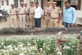 sikar news  crime news  सीकर न्यूज  अफीम की खेती  अफीम के पौधे बरामद  अफीम  अवैध कारोबार  Illegal trading  Poppy  Poppy plant recovered  Poppy cultivation