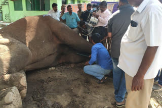 Male elephant