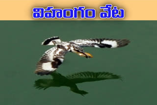 kingfisher hunting fish in rajamahendravaram