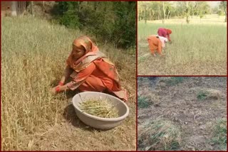 wheat crop in hamirpur, हमीरपुर गेहूं की फसल न्यूज