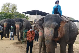 हाथियों को गुजरात भेजने का मामला, case of sending elephants to Gujarat