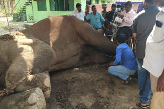 Train hits elephant, treatment continues for second day