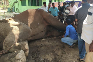 injured elephant treatment