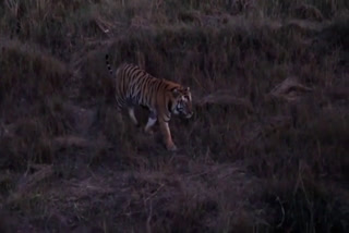 Tiger shown in Evening Safari