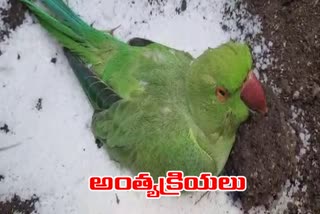 farmers-did-funerals-to-parrot-at-medepally-in-khammam-district